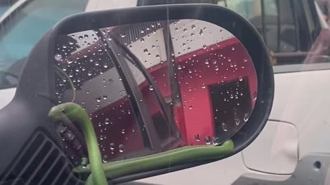 Snake Hanging Out in Car Mirror Goes for a Drive