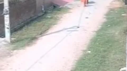 Motorcycle Driver KO'd By Ox