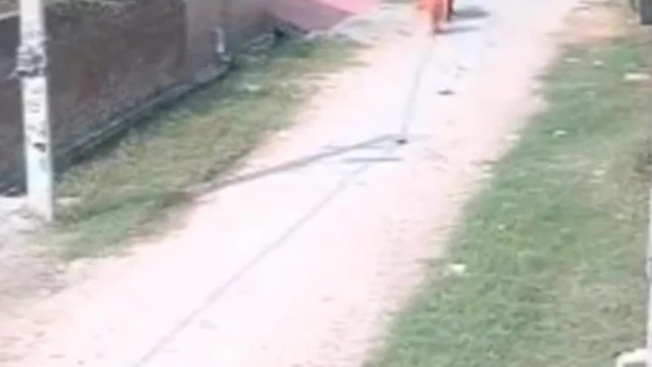 Motorcycle Driver KO'd By Ox