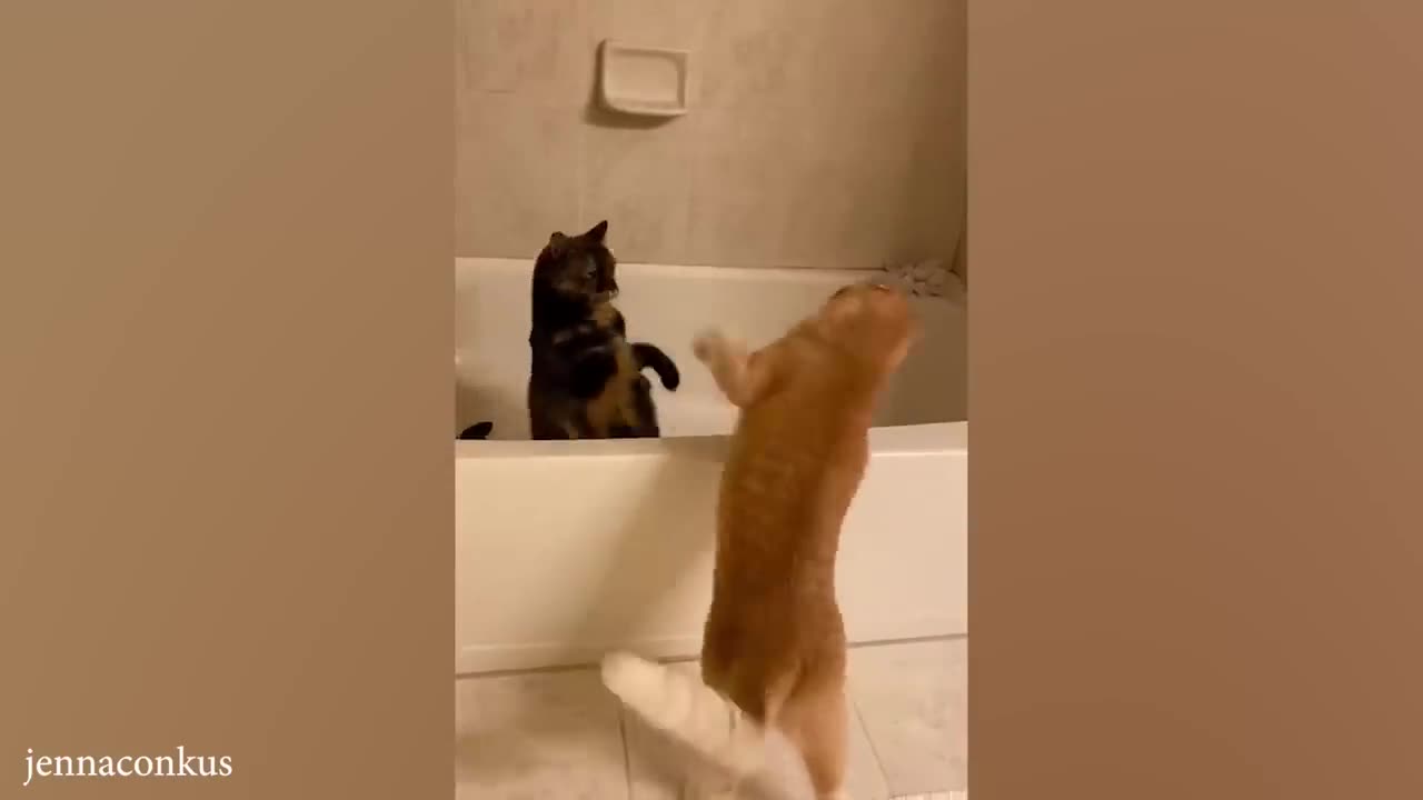 funny cat videos memes