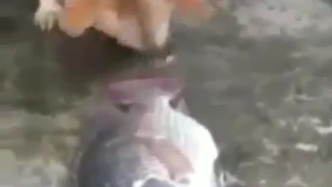 puppy loves to play with fish