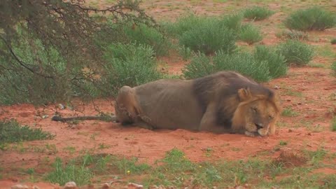 Sleeping Lion