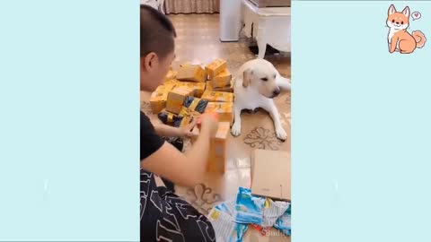 You will laugh at all the DOGS 🤣 Funny DOG Videos 😂🐶