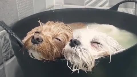 Cute and funny animals