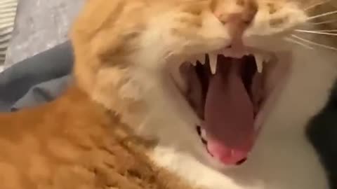 We’re late to the trend but here ya go!! #cootloop #catsoftiktok