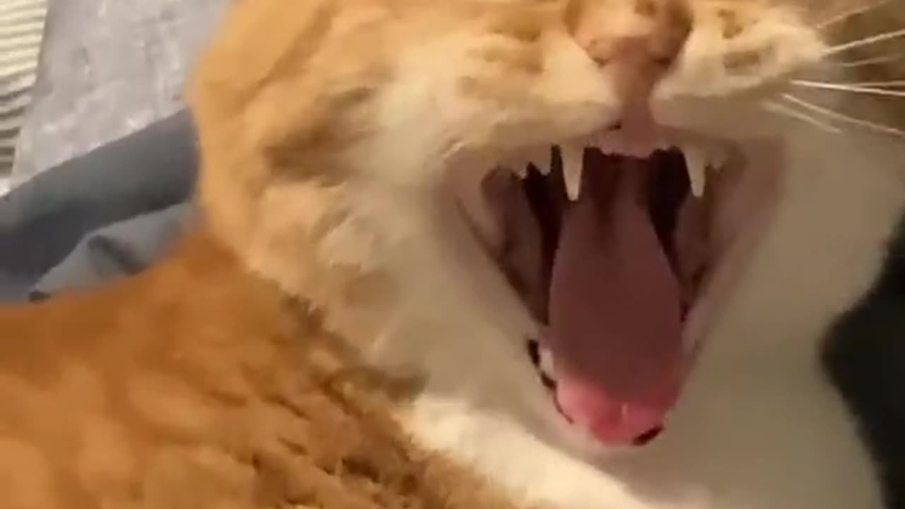 We’re late to the trend but here ya go!! #cootloop #catsoftiktok