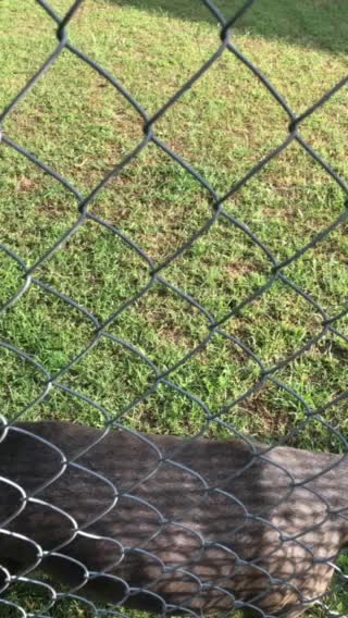 Sweet pit bull dog! Animals are awesome!