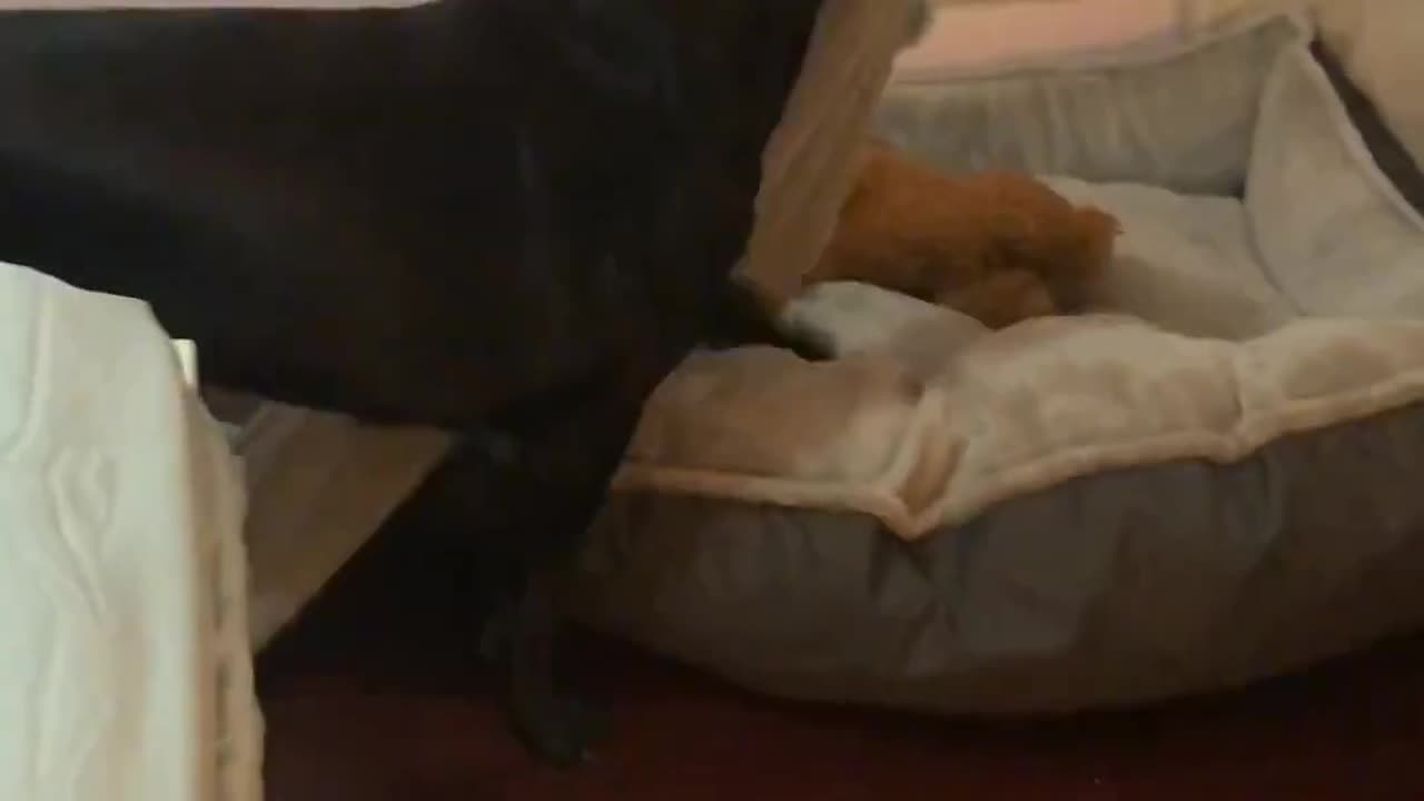 Dogs mind preparing for sleep
