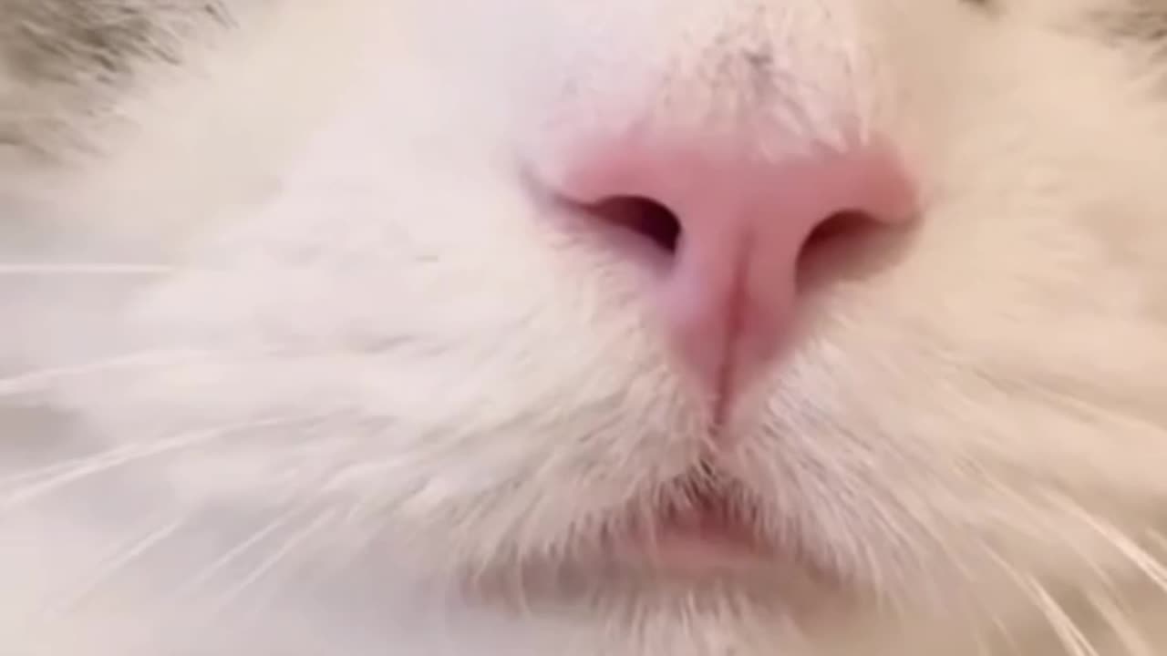 The cute cat talking.