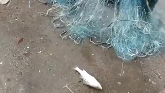 Net Fishing is the Fastest Way to Catch Fish in the Fishing Sea