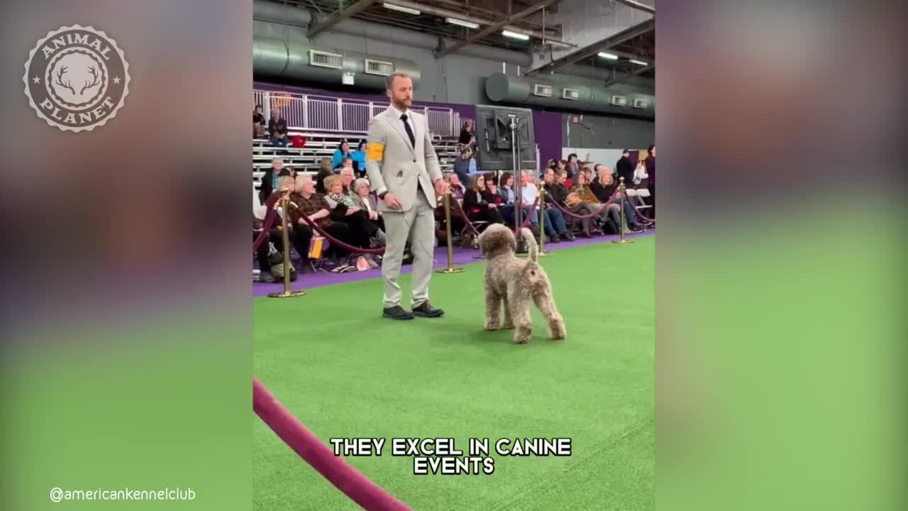 Lagotto Romagnolo - In 1 Minute! ?? One Of The Rarest Dog Breeds In The World | Animal Planet Videos