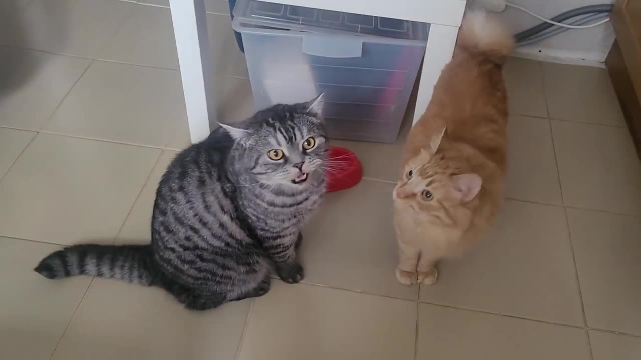 Cats are waiting