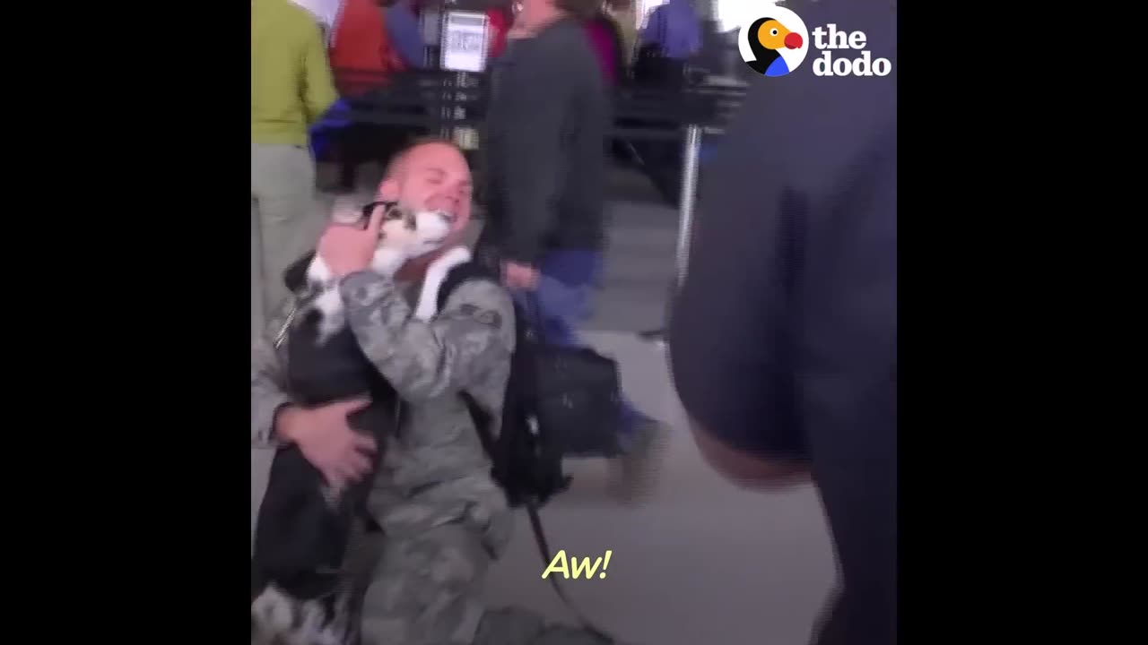 Soldiers Reunited with Dogs: Veterans Day 2020 | The Dodo