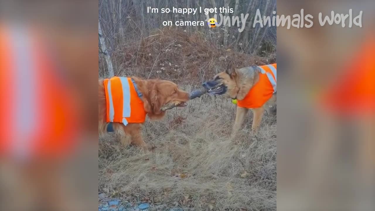 Cute animals