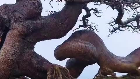 Giống con rồng đang nằm quay đầu nhìn lại phía sau lưng quá ha#bonsai