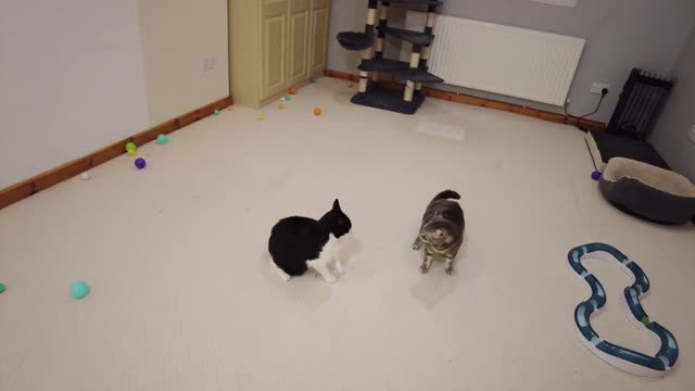 Cat Fight 4K