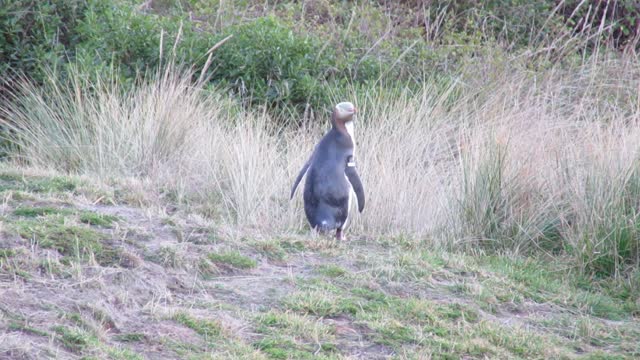 Yellow Eyed Penguin - Australia