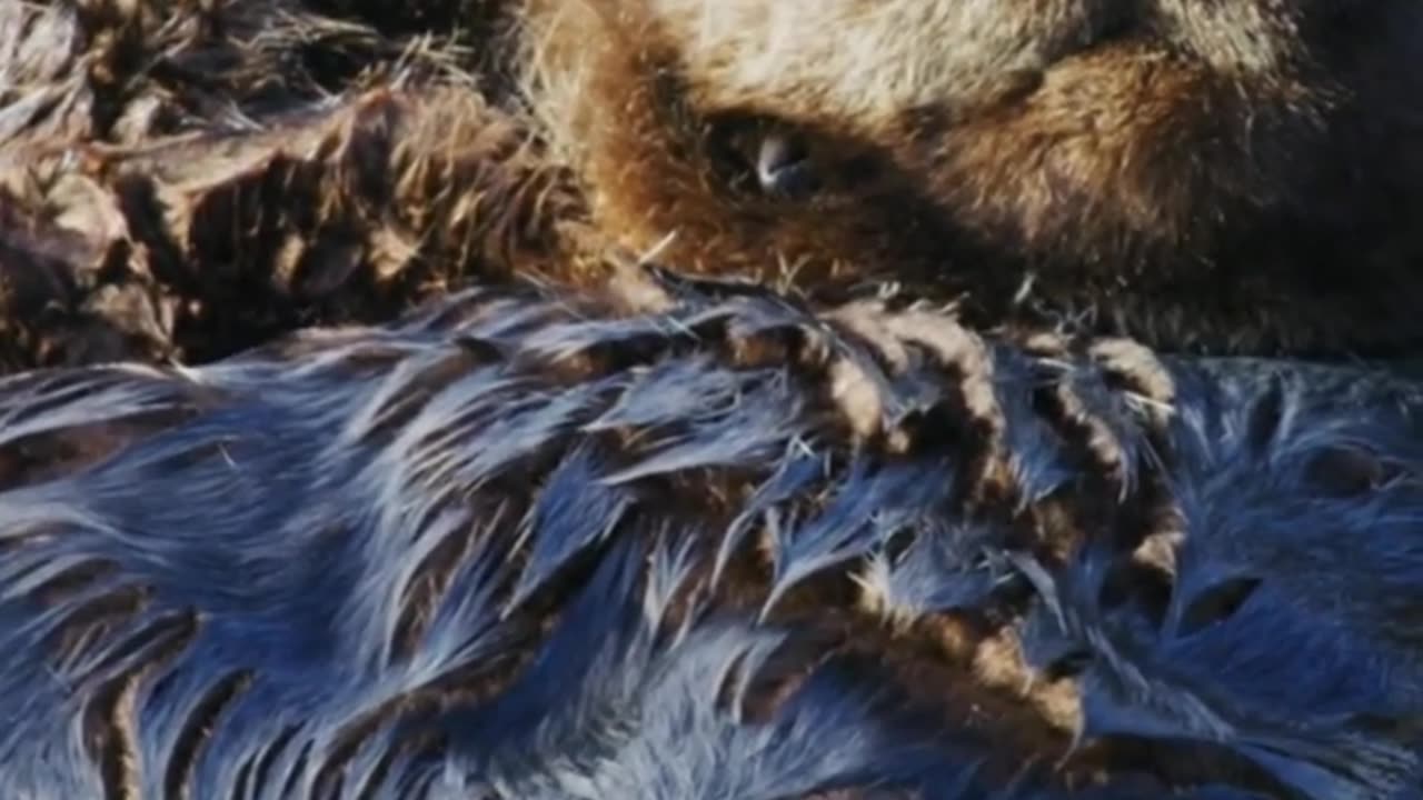 Sea Otters' Adorable Sleep Habit- Holding Hands! #shorts