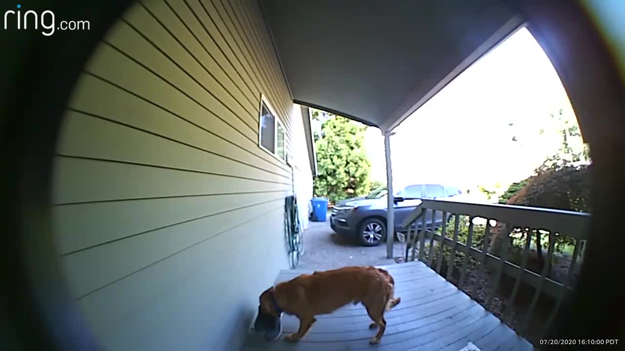 Ring Camera Captures Neighbor’s Dog Stealing Pair of Shoes