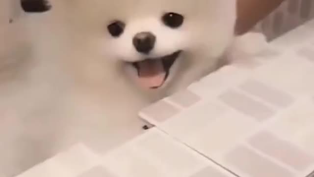 BABY DOG TAKE THE BATH