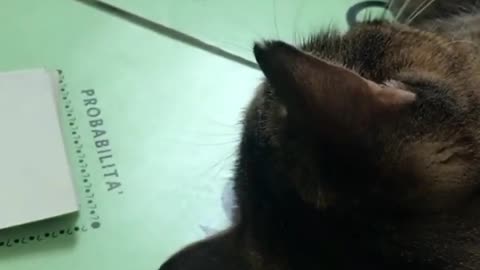 o gato jogando manjob