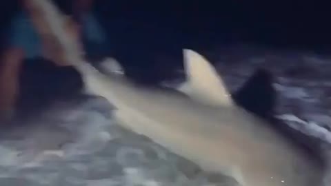 This is a beautiful and charming water-dwelling species