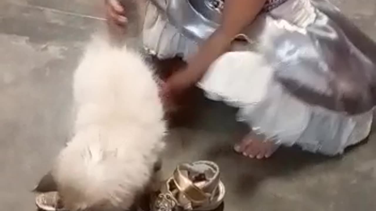 Cute kitten with cute baby girl