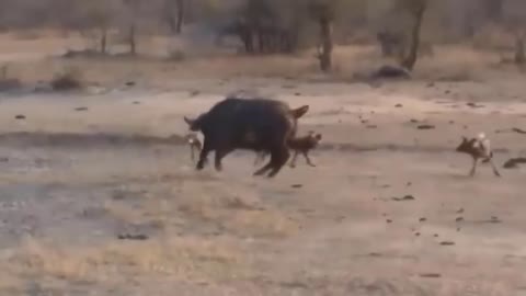 8 times wild animals sorround its prey so its can't escape