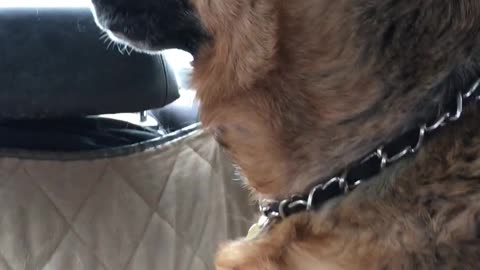 Dog Definitely Does NOT Want a Cat
