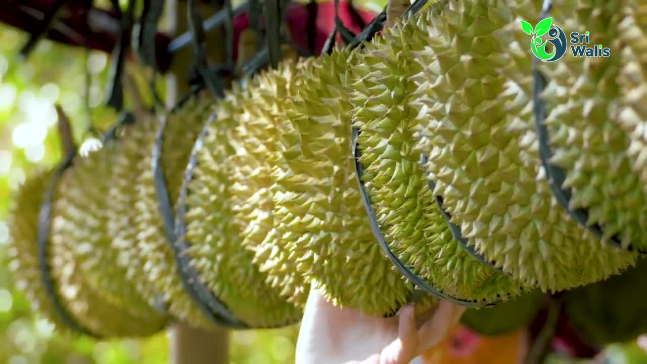 Shipping Malaysia Durian to South America - Chile