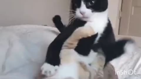 Cat funny video