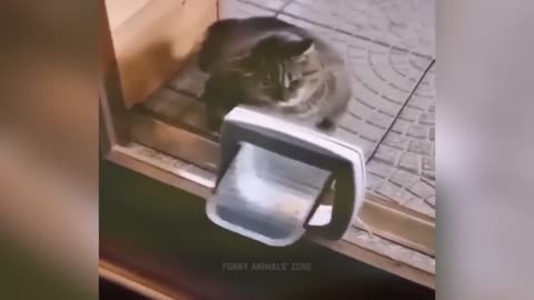 Funniest Animals 2023 😂 Funny Cats and Dogs 🐱🐶 _ Funny Animal Videos