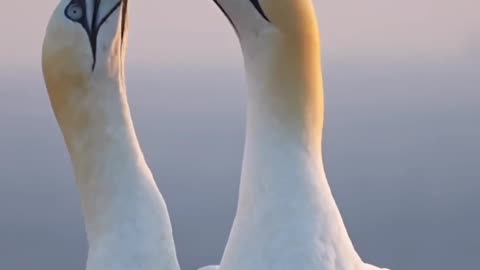 Beautiful birds