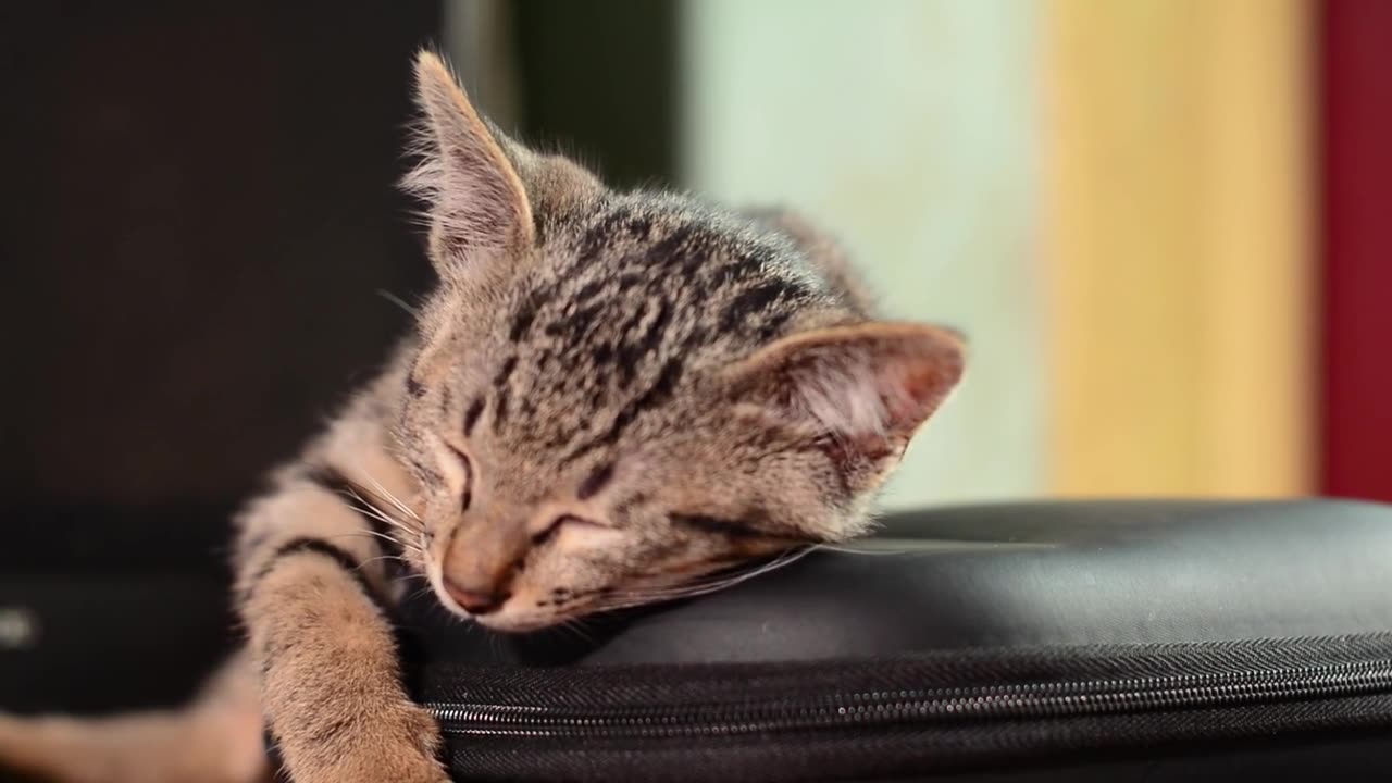 Kitten dreams but rolls away