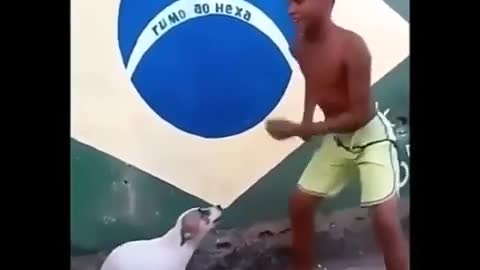 funny dog