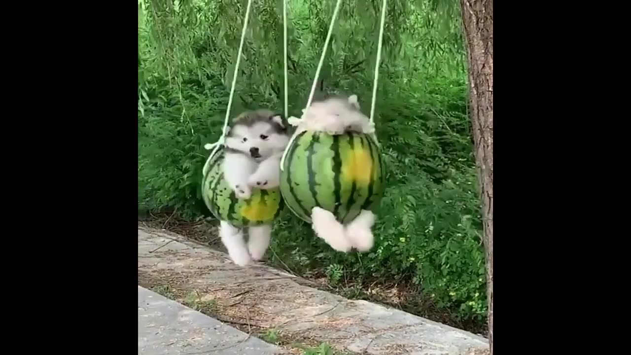 Baby Dogs 🔴 Cute and Funny Dog Videos Compilation | Funny Puppy Videos 2023
