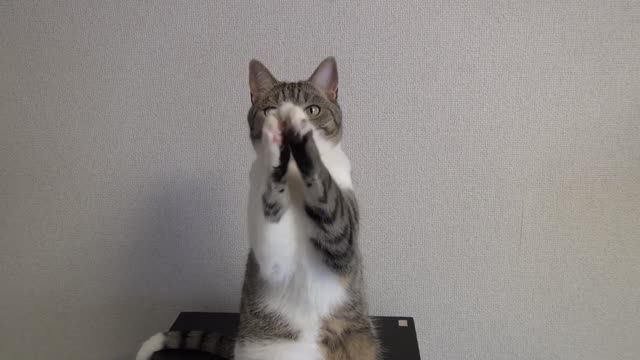 Cat trening video