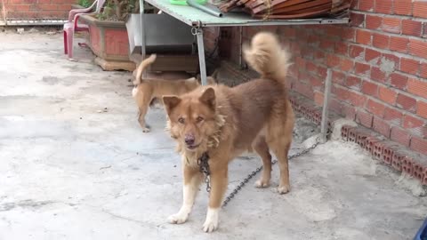 How_Dogs_React_When_Seeing_Stranger_12_-_Running,_Barking____Viral_Dog