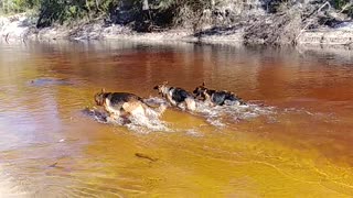 River Dogs