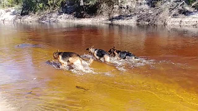 River Dogs