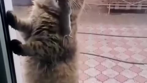 funny cats video