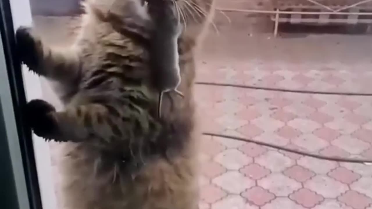 funny cats video