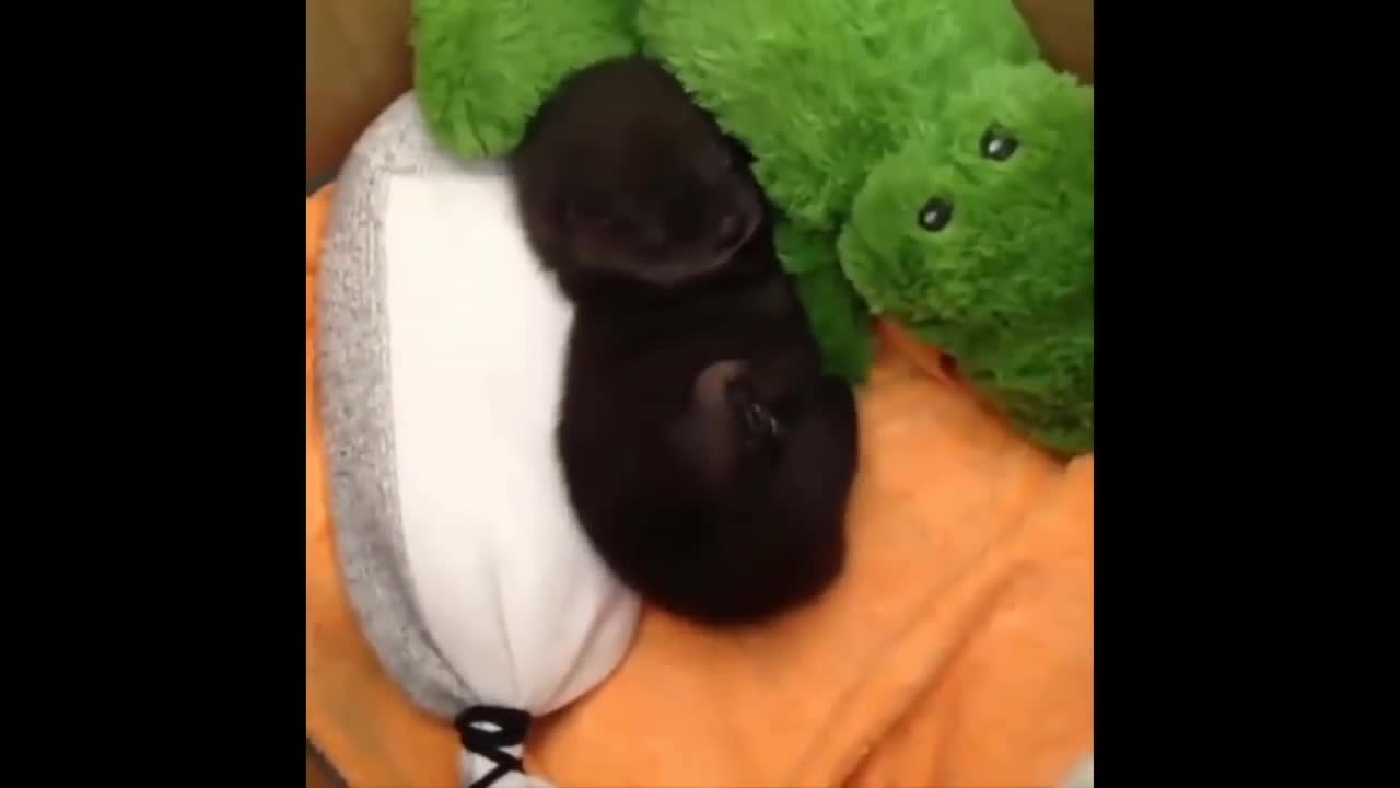 little puppy