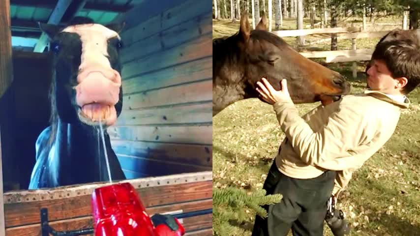 π A horse is like a best friend π Funny Horse Videos - Try Not To Laughππ€£
