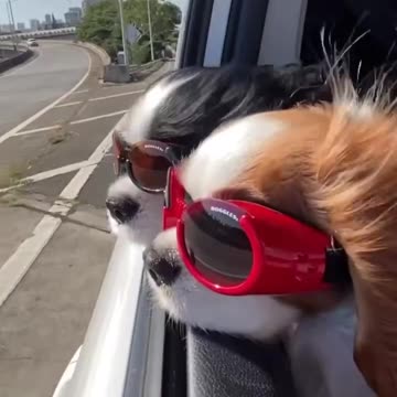 Try Not To Laugh Cats And Dogs Videos 😁