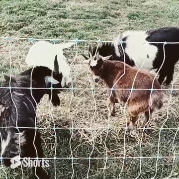 The back yard gang. Max, Hank, Billy & Molly