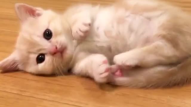 Love Pets