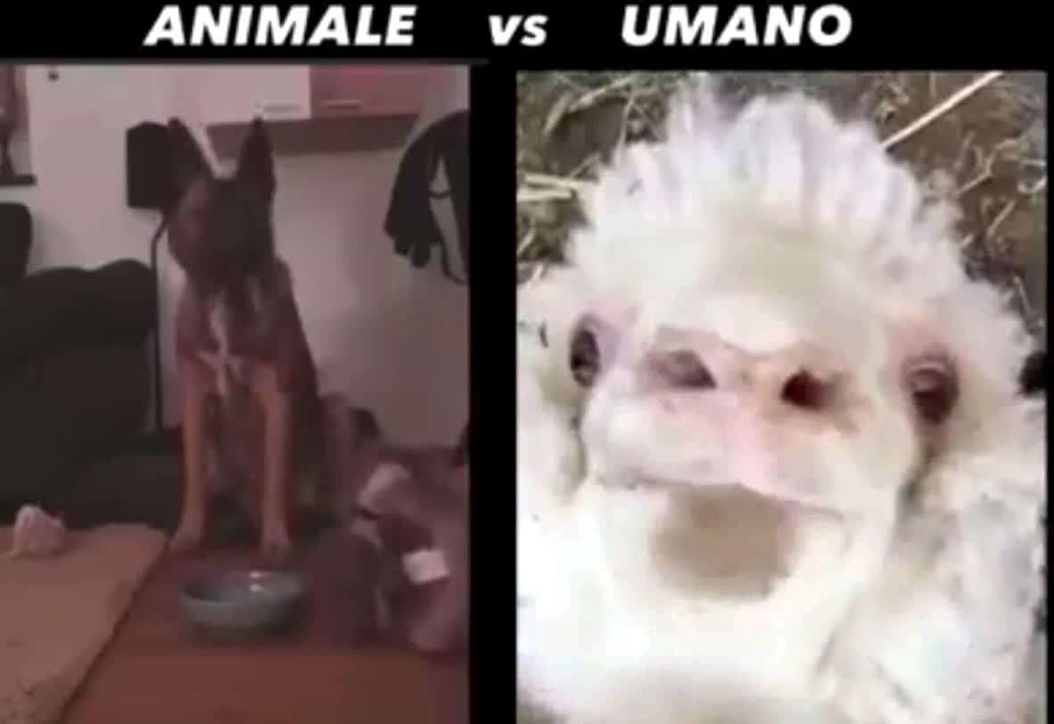 The Intelligence Test/ Animals Vs Humans/ Guess Who Won?