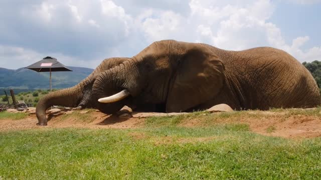 Elephant Eating Together