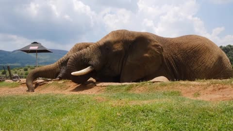 Elephant Eating Together